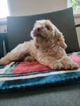 Cavapoo suczka  wyjątkowy charakter