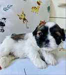 Piesek shih tzu - zarezerwowany