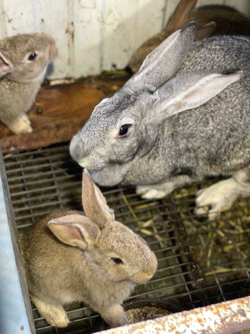 Пропонуємо кроликів різні породи. Вік від 1,5міс.