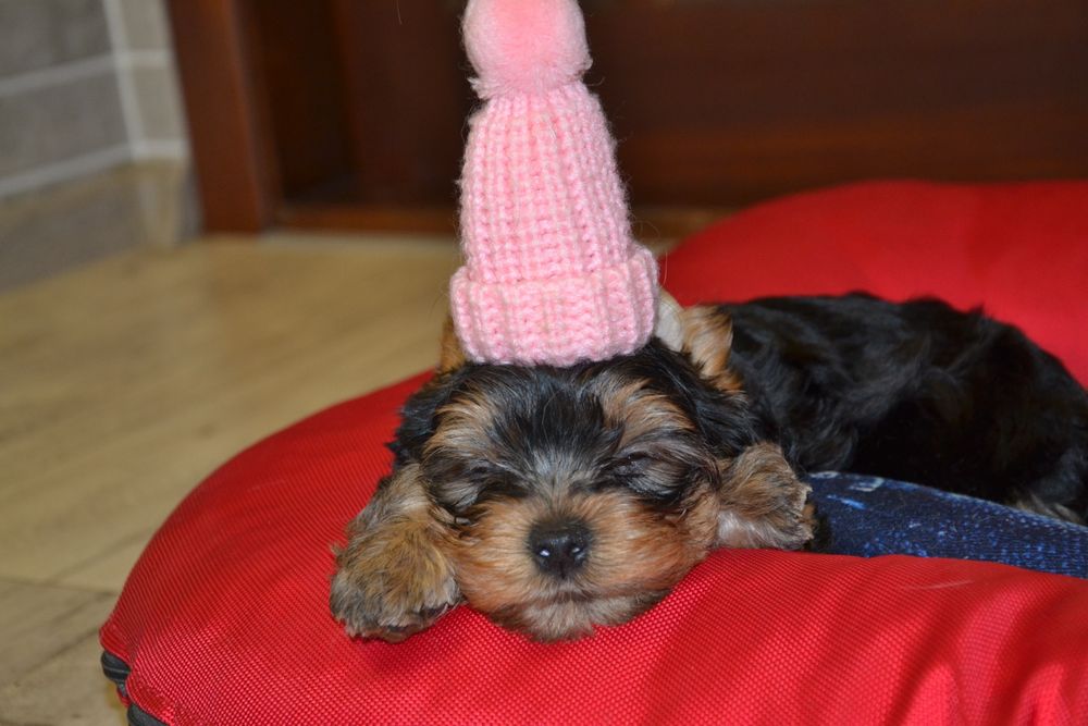 Гарна дівчинка з документами