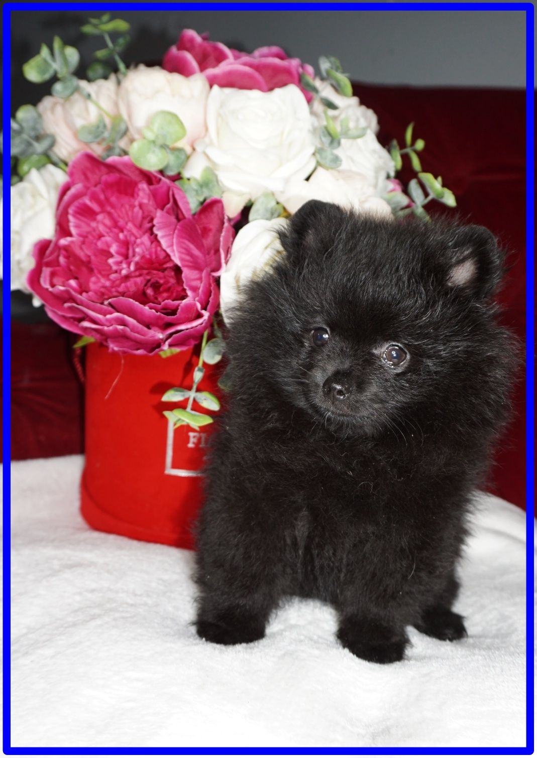 Szpic miniaturowy pomeranian