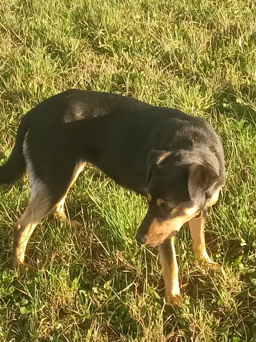 Młoda suczka pies piesek