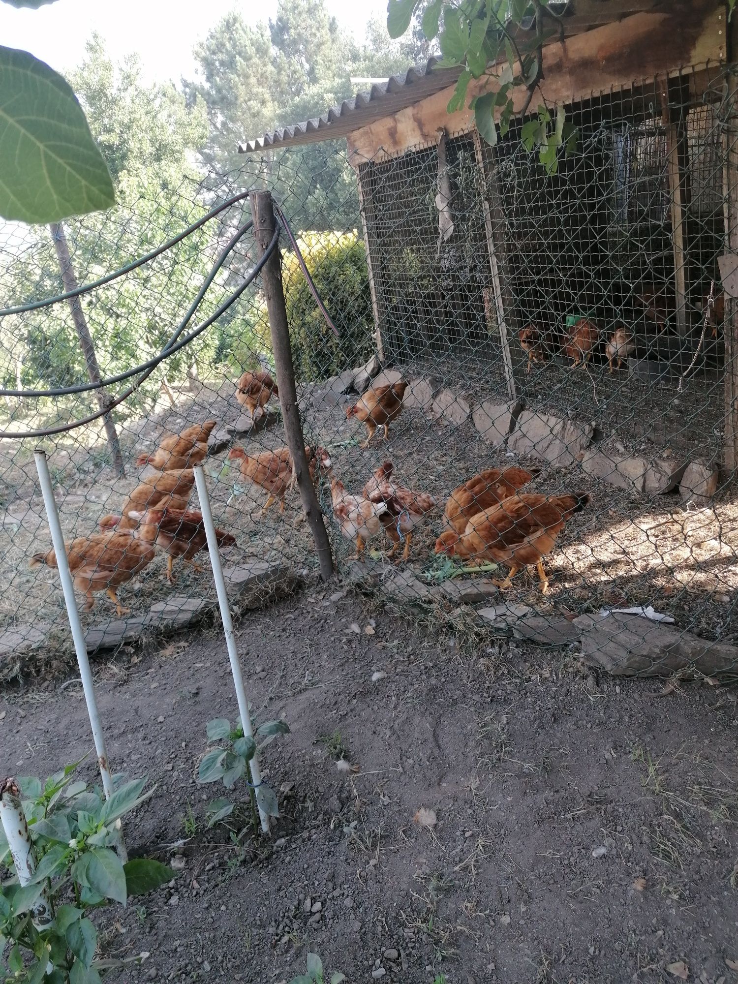 Vendo frango caseiros