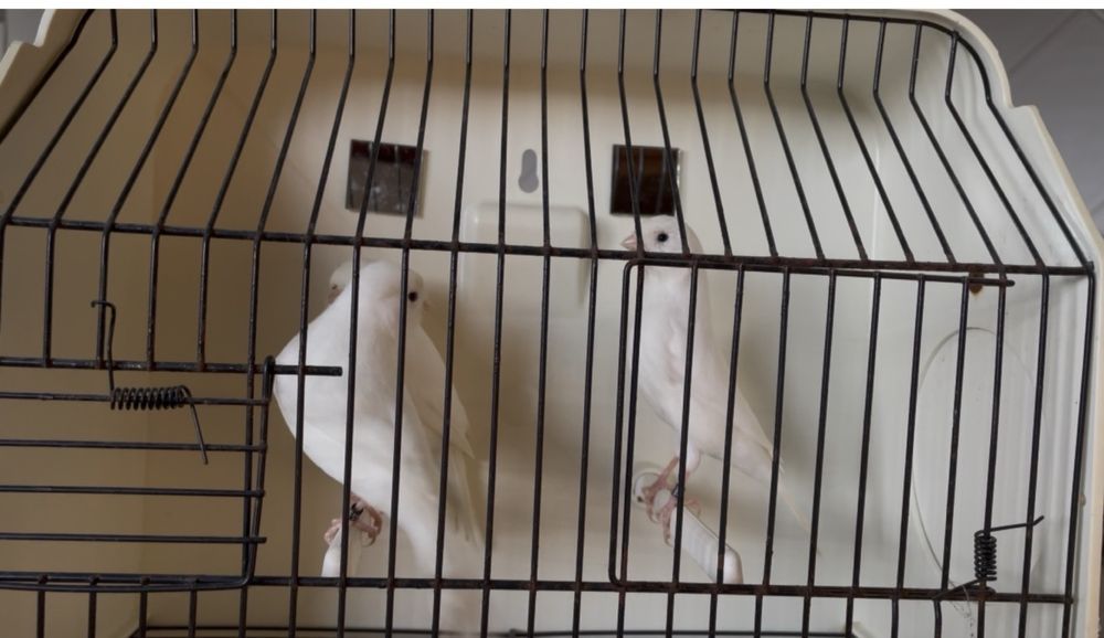 Canario branco recisivo