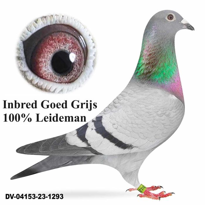 Gołębie pocztowe Inbred Goed Grijs 7x1 A i B Leidemann