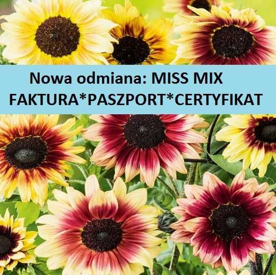 Słonecznik ozdobny NASIONA MISS MIX kolorów * paszport *kwiat cięty 05