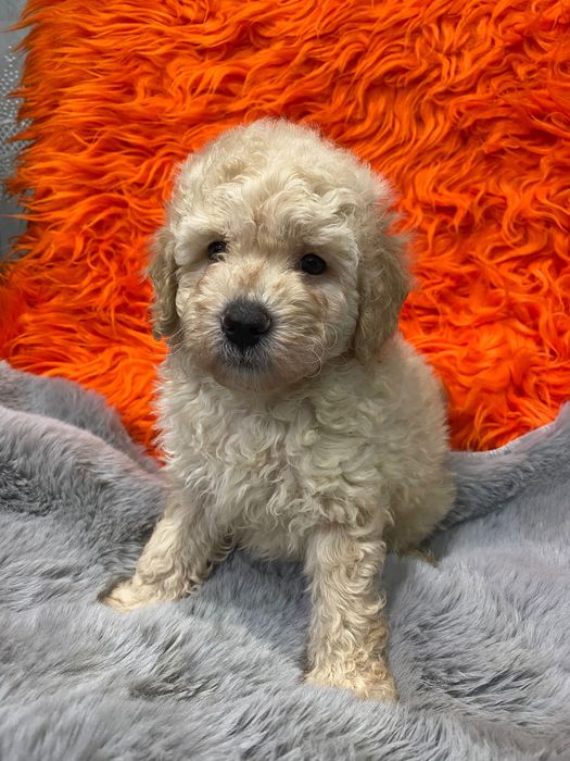 Sprzedam pięknego pudla