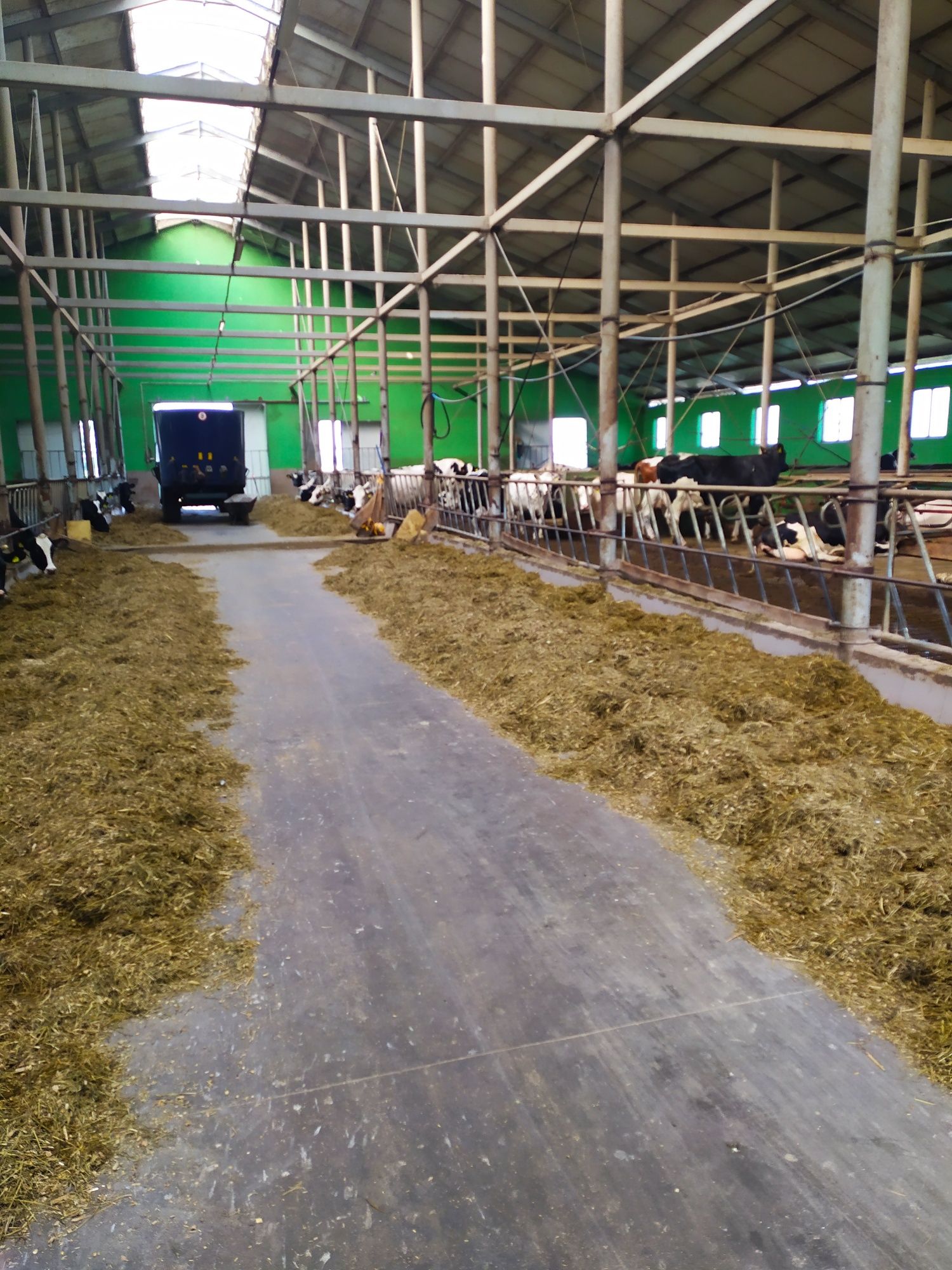 Gospodarstwo rolne - krowy mleczne