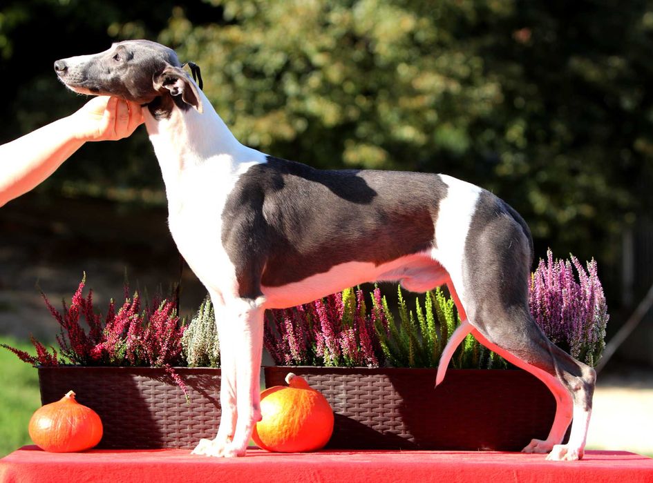 Whippet Chart Angielski, ZKwP/FCI, cudny ORFEUSZ wyjątkowej urody