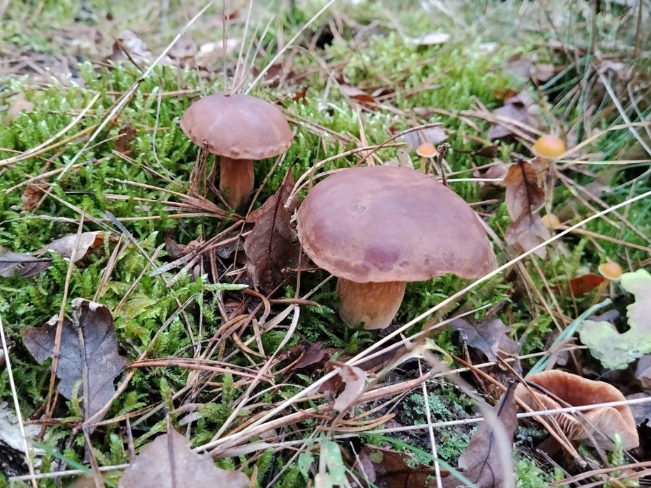 Grzyby suszone . Zbiory 2025. Pełen karton