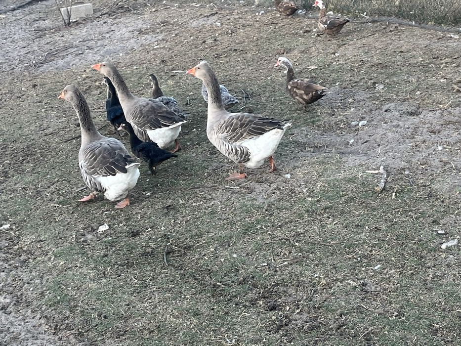 Patas e patos mudos  e gansos para venda