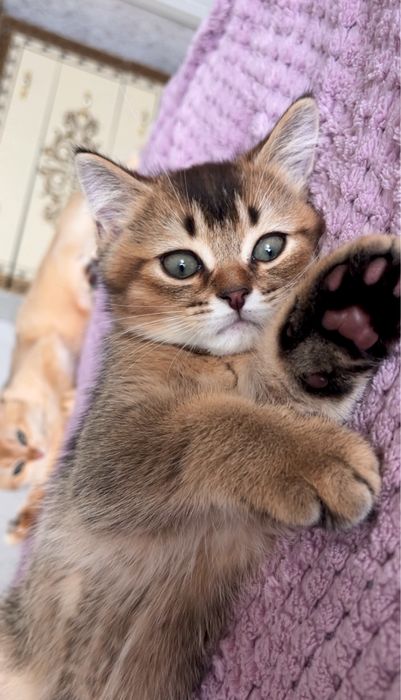 Шотладський котик золота шиншила