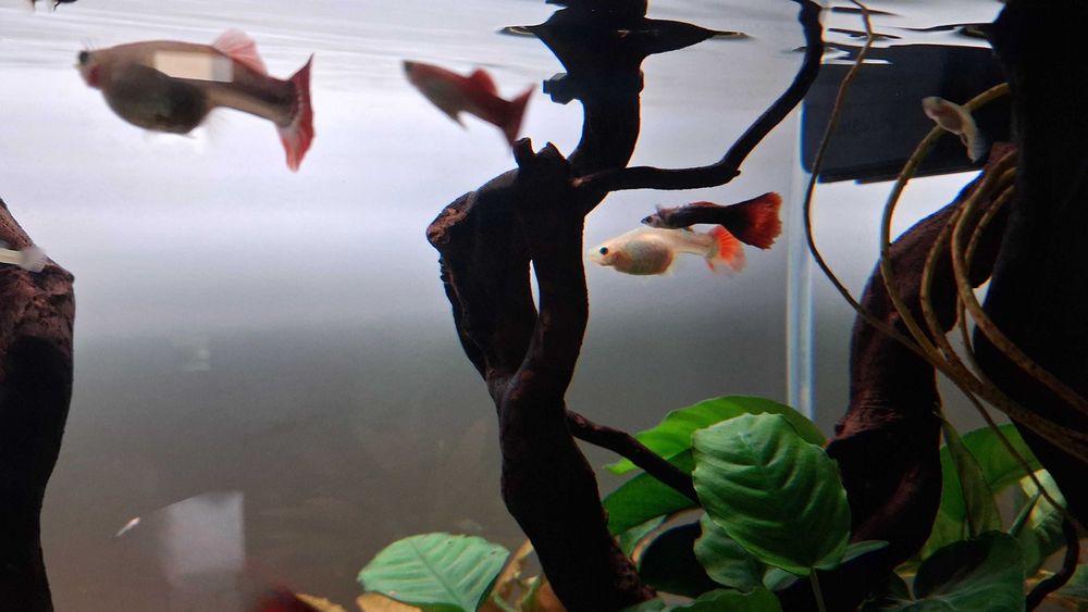 Guppy's Machos para venda