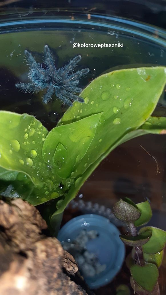Caribena versicolor L2 + pojemnik+ karaczany
