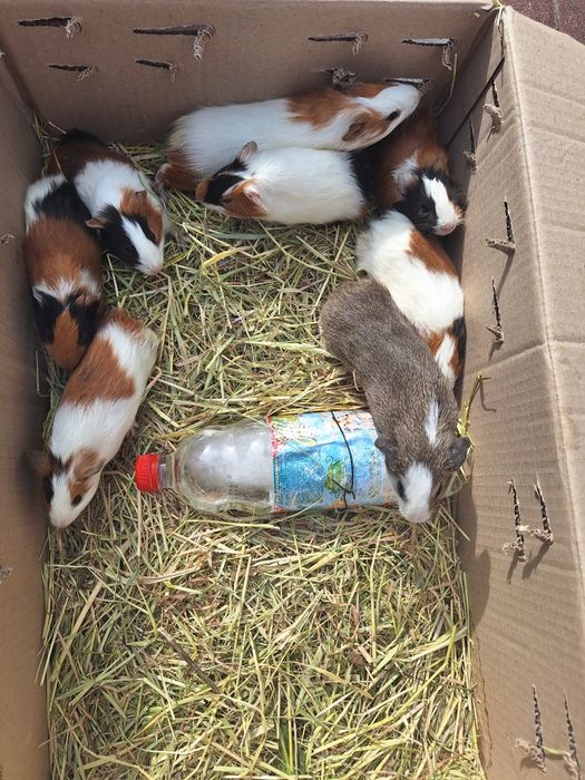 Морські свинки декоративні