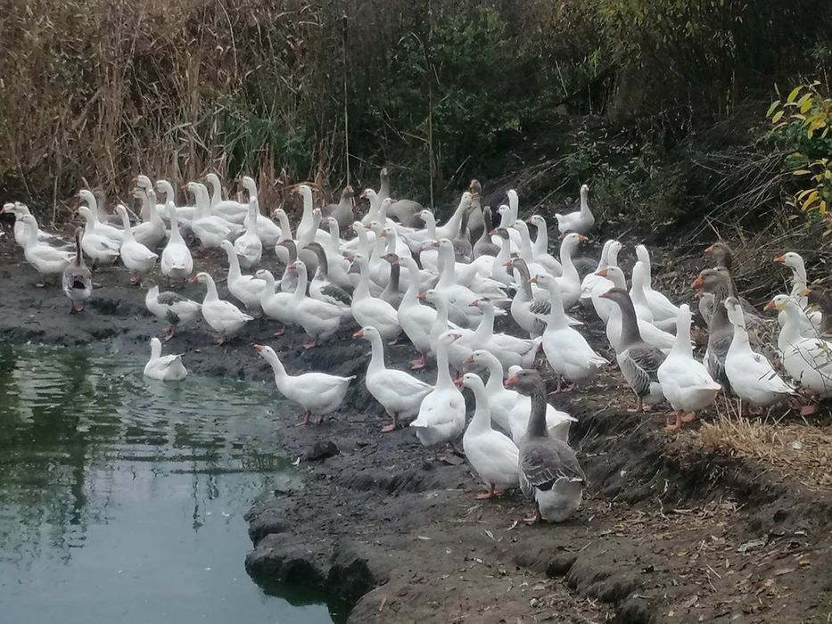 Гусі. Продажа оптом.