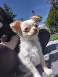 *** Chihuahua piesek gotowy do odbioru  mini 1kg xxs***