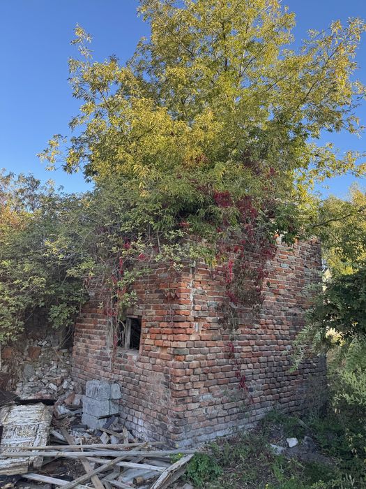 Oddam przedwojenną cegłe z budynków