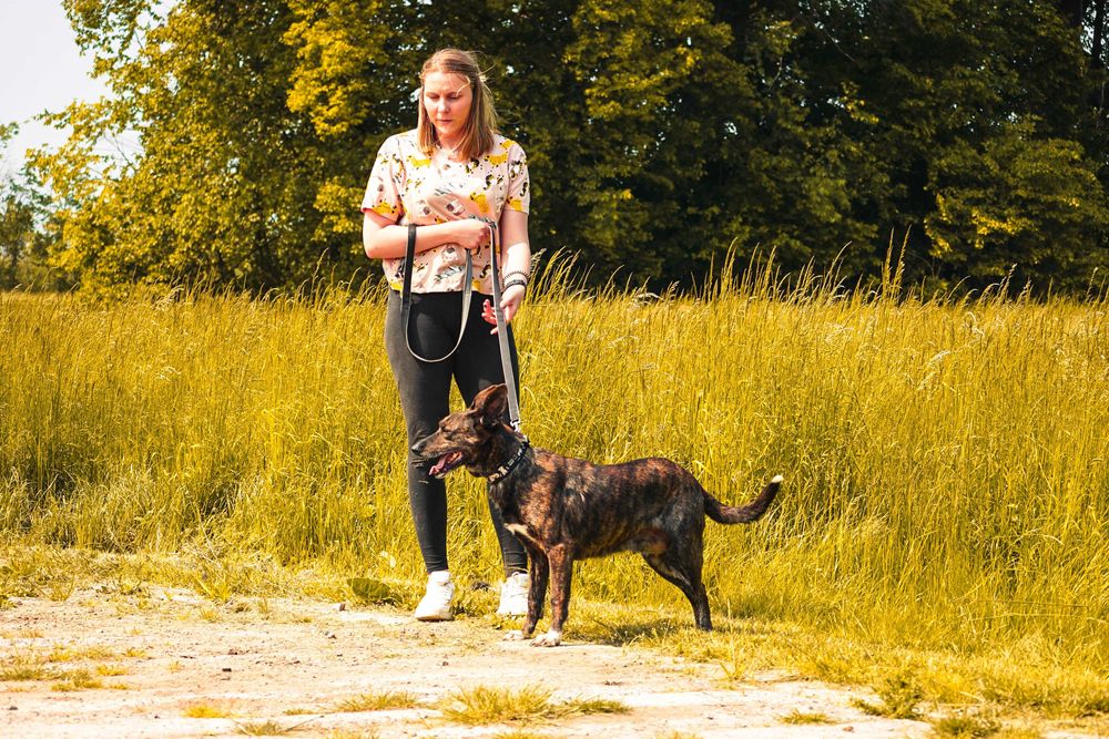 Adora - piekna pręgowana sunia