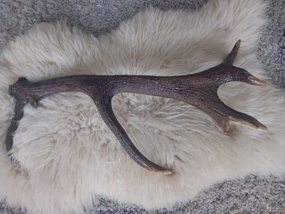 Poroże jelenia. zrzuty para 7 kg.