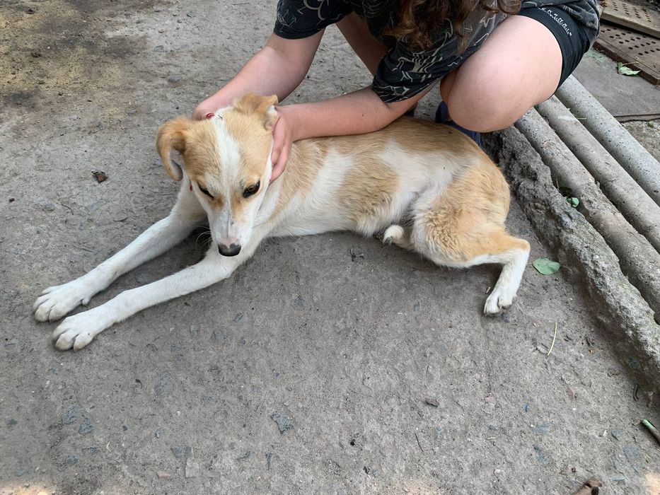 Отдам собаку смесь дворняга с алабаем