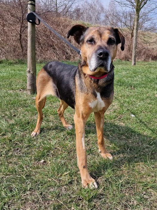 Seniorka Mika mix boksera do adopcji!
