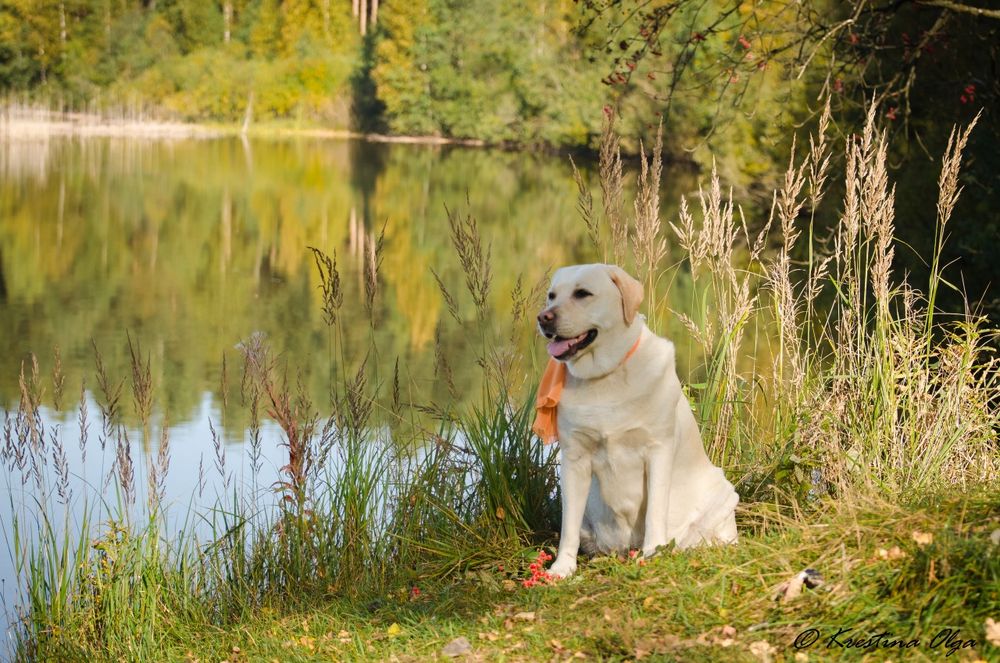 Кобель лабрадора документы ксу вязка