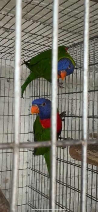 Casal de Loris malucanos reprodutor