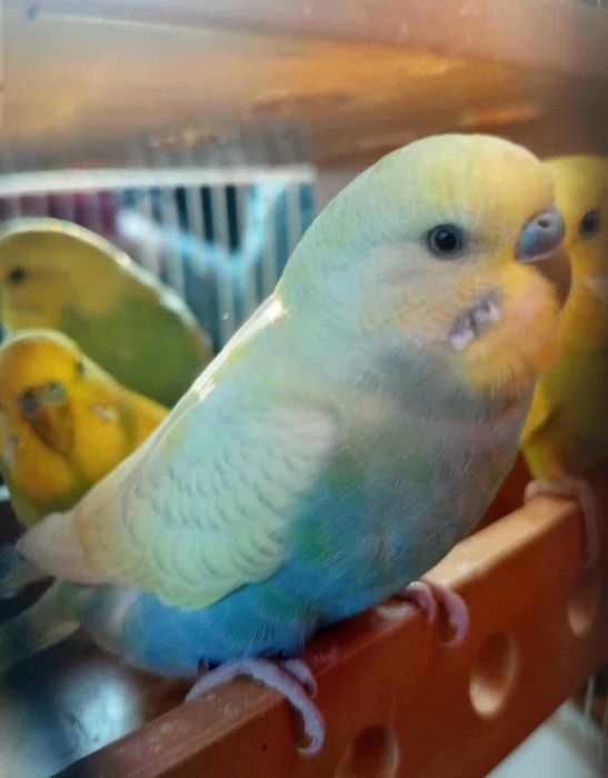 Sprzedam papugi faliste