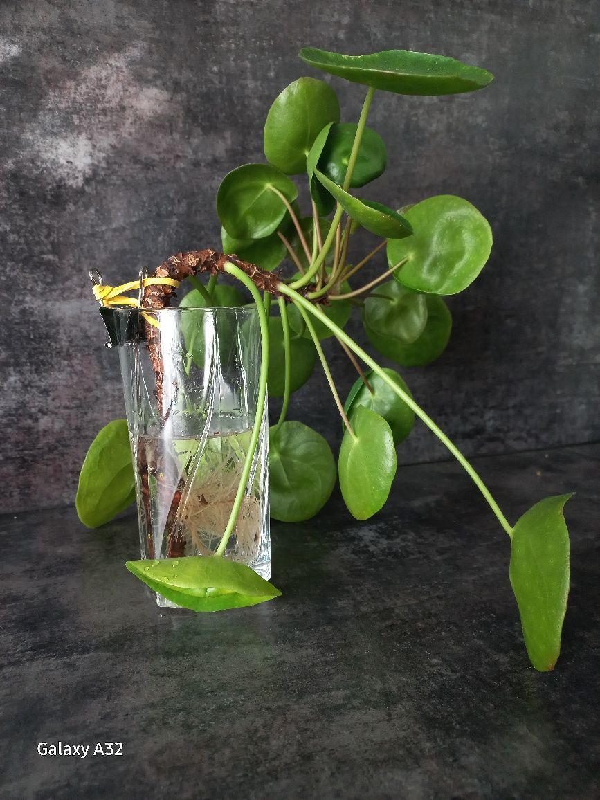 Sadzonka Pilea/Pieniążek