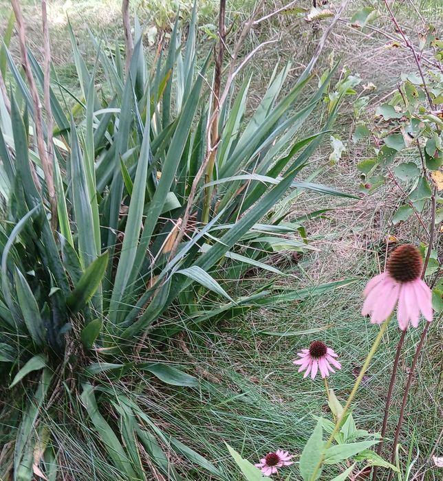 Sadzonki modrzewia, brzozy, lipy, pigwowca i innych roślin