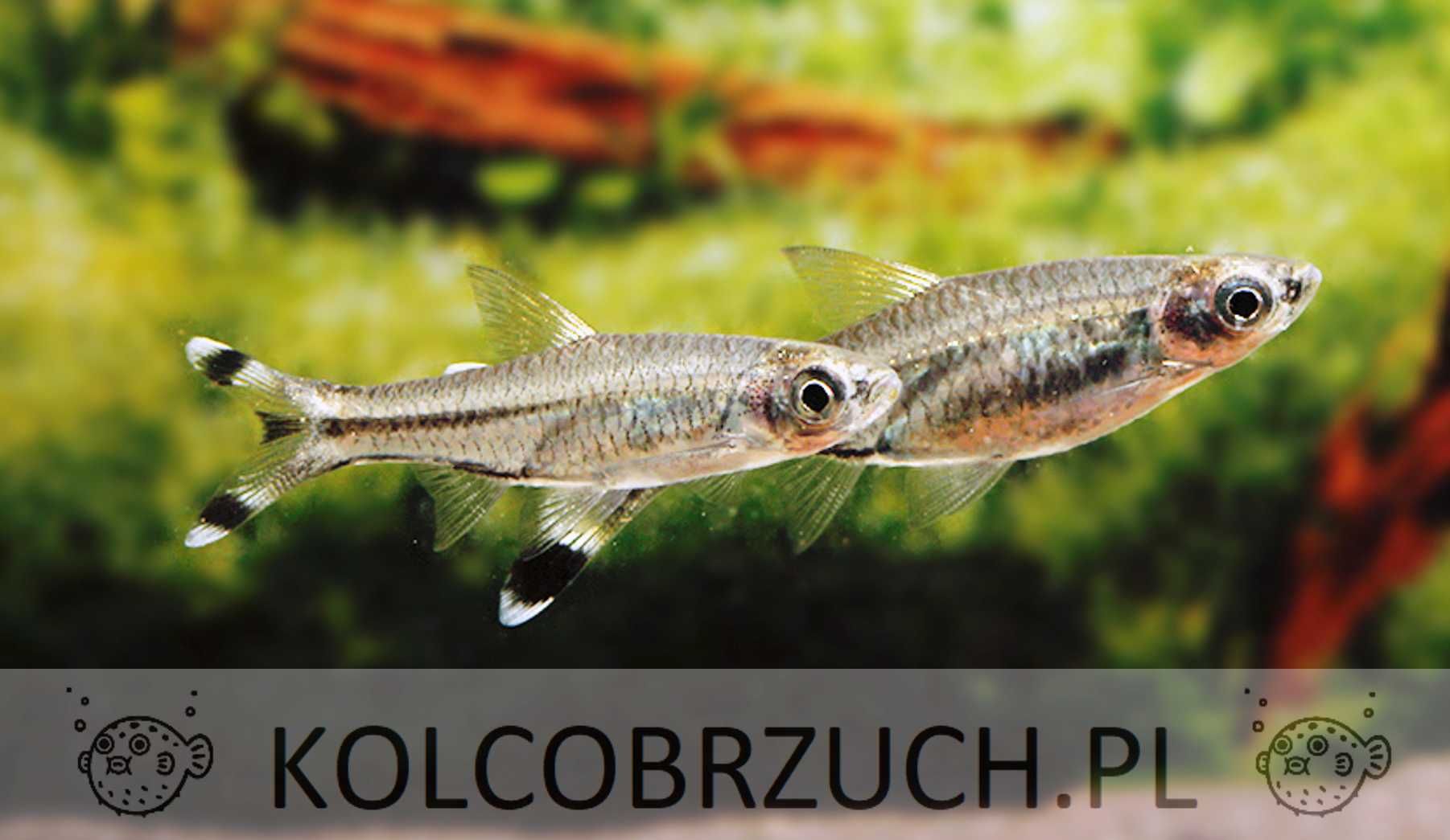 Razbora szklista- Rasbora trilineata - dowóz, wysyłka