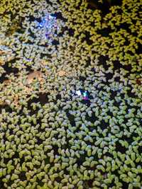 Planta flutuante para aquário, duck weed