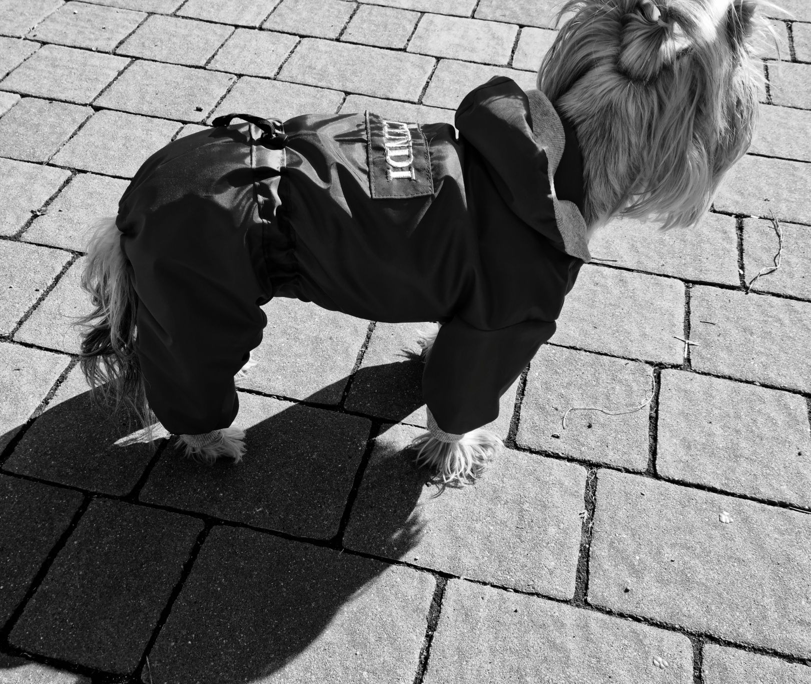 kombinezon nieprzemakalny,jesienny dla york,shihtzu ,jamnik na miare