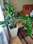 Kwiatek Gigant  Zamiokulkas Zamiolistny(Zamia)