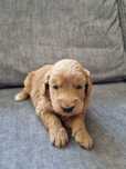 Golden Retriever Pudel miniaturowy Goldendoodle MINI piesek