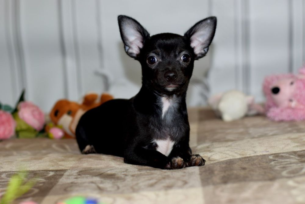 Девочка чихуахуа