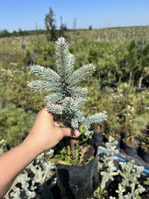 Хупсі (2,3річні)