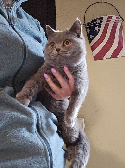 Kot Brytyjski Niebieski