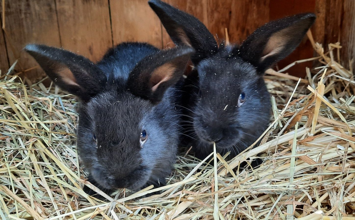 Młode króliki  samce  i samiczki