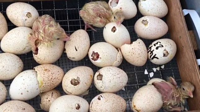Инкубационное яйцо утки Мулард