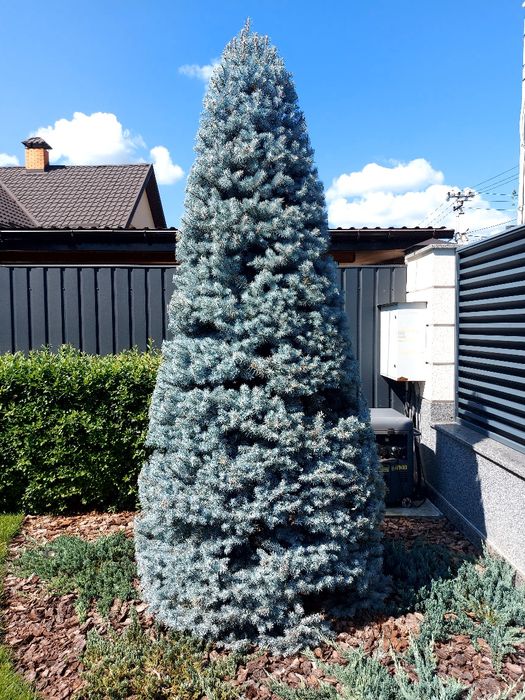 Послуги професійного садівника: стрижка декоративних хвойних рослин