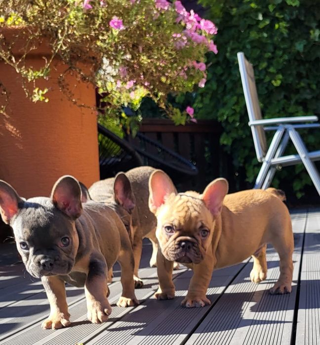 Buldog Francuski