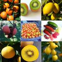 Cabaz Frutas Gourmet com Sabor VIP - Tudo Zero Pesticidas !