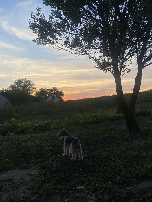 Фокстерєр жорсткошерстний