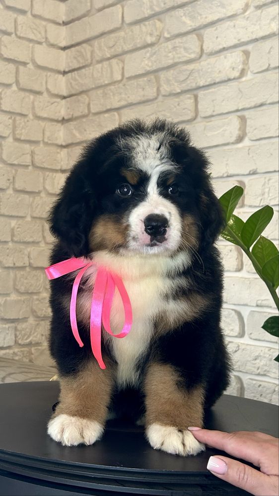 Солодка булочка/ Бернський зенненхунд