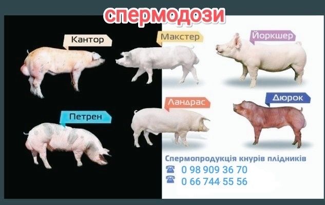 Штучне осіменіння свиней; спермодози