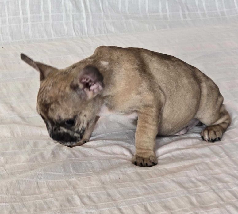 Bulldog francês   nascido a 15/9/2025