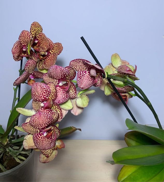 Орхідея квітуча також є підлітки