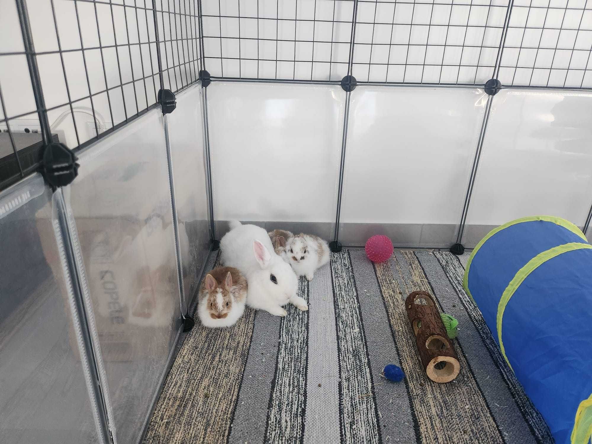 Coelhinhos (Netherland Dwarf)